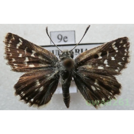 Spialia orbifer (Hübner, 1823) Bulgaria9e